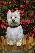 West Highland White Terrier (Canis familiaris) in barrel