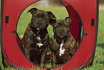 Staffordshire Bull Terrier (Canis familiaris) two brindle puppies in play structure
