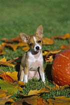 Chihuahua (Canis familiaris) puppy sitting amid fallen leaves and pumpkin