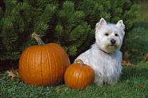 West Highland White Terrier (Canis familiaris) sitting with pumpkins