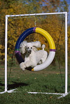 Standard Poodle (Canis familiaris) jumping through hoop