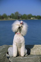 Standard Poodle (Canis familiaris) portrait