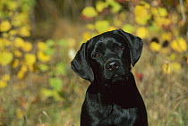 Black Labrador Retriever (Canis familiaris) portrait of puppy