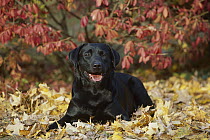 Black Labrador Retriever (Canis familiaris) laying in leaves, fall
