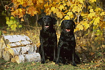 Black Labrador Retriever (Canis familiaris) pair with autumn foliage