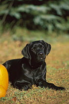 Black Labrador Retriever (Canis familiaris) puppy lying next to Pumpkins