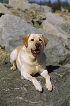 Yellow Labrador Retriever (Canis familiaris) laying on rock