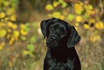 Black Labrador Retriever (Canis familiaris) portrait of puppy