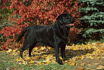 Black Labrador Retriever (Canis familiaris) male standing on fallen leaves, fall