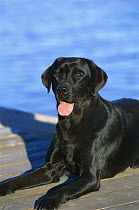 Black Labrador Retriever (Canis familiaris) laying on dock
