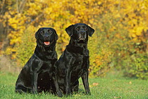 Black Labrador Retriever (Canis familiaris) pair sitting near autumn leaves