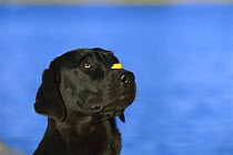 Black Labrador Retriever (Canis familiaris) balancing treat on snout