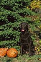 Chocolate Labrador Retriever (Canis familiaris) adult with Pumpkins