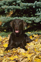 Chocolate Labrador Retriever (Canis familiaris) laying in fallen autumn leaves