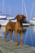 Rhodesian Ridgeback (Canis familiaris) male standing on dock