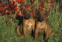 Rhodesian Ridgeback (Canis familiaris) puppy pair