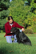 Black Labrador Retriever (Canis familiaris) being brushed by owner