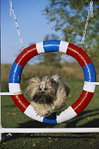 Lhassa Apso (Canis familiaris) jumping through hoop