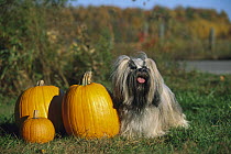 Lhassa Apso (Canis familiaris) standing beside pumpkins