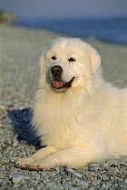 Great Pyrenees (Canis familiaris) laying