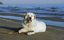 Great Pyrenees (Canis familiaris) playing with stick