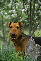 Airedale Terrier (Canis familiaris) adult