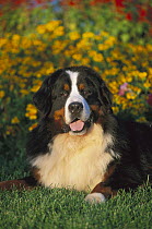 Bernese Mountain Dog (Canis familiaris) adult laying on grass