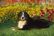 Bernese Mountain Dog (Canis familiaris) adult laying on grass