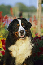 Bernese Mountain Dog (Canis familiaris) portrait of adult