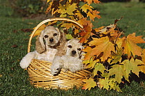 Cocker Spaniel (Canis familiaris) puppies in basket fall