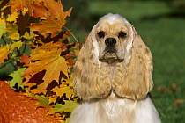 Cocker Spaniel (Canis familiaris) portrait fall