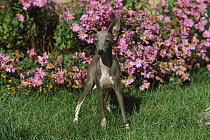 Italian Greyhound (Canis familiaris) puppy standing in front of asters