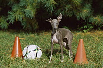 Italian Greyhound (Canis familiaris) puppy with soccer equipment
