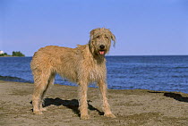 Irish Wolfhound (Canis familiaris) adult on beach