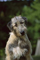 Irish Wolfhound (Canis familiaris) portrait