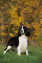English Springer Spaniel (Canis familiaris) standing on grass, fall