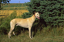 Greyhound (Canis familiaris) adult standing