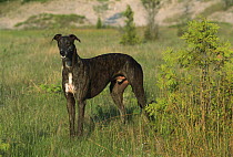 Greyhound (Canis familiaris) adult