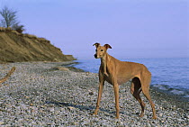 Greyhound (Canis familiaris) standing at beach
