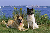 Akita (Canis familiaris) pair