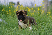 Akita (Canis familiaris) puppy in grass