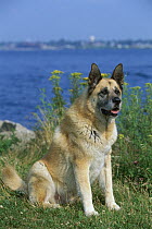 Akita (Canis familiaris) adult sitting