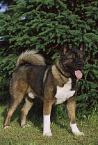 Akita (Canis familiaris) adult male