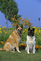 Akita (Canis familiaris) pair sitting