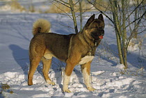 Akita (Canis familiaris) adult in snow