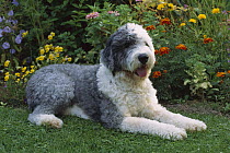 Old English Sheepdog (Canis familiaris) with trimmed coat