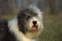 Old English Sheepdog (Canis familiaris) portrait