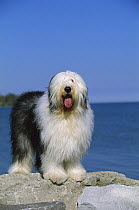 Old English Sheepdog (Canis familiaris) standing