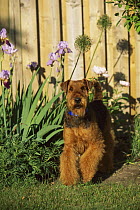 Airedale Terrier (Canis familiaris) adult