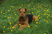 Airedale Terrier (Canis familiaris) adult laying in grass